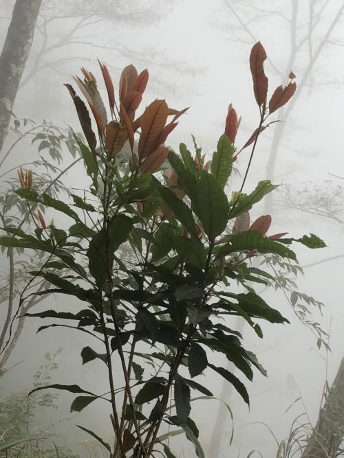 山枇杷