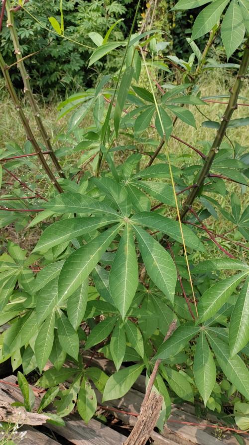 木薯 木薯