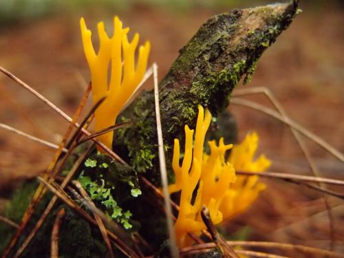 Calocera viscosa(黏膠角耳)