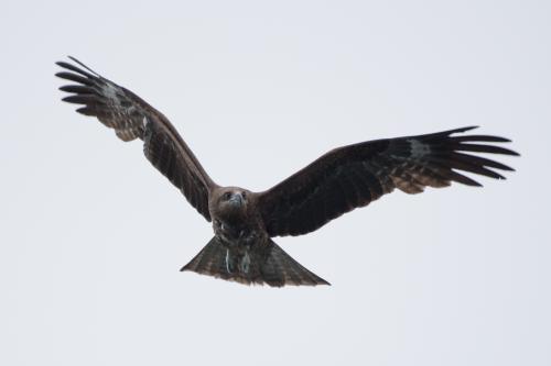 黑鳶 黑鳶