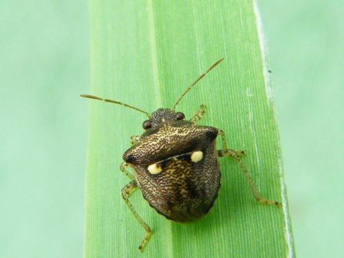 Eysarcoris guttigerus