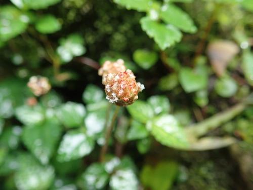 長梗盤花麻