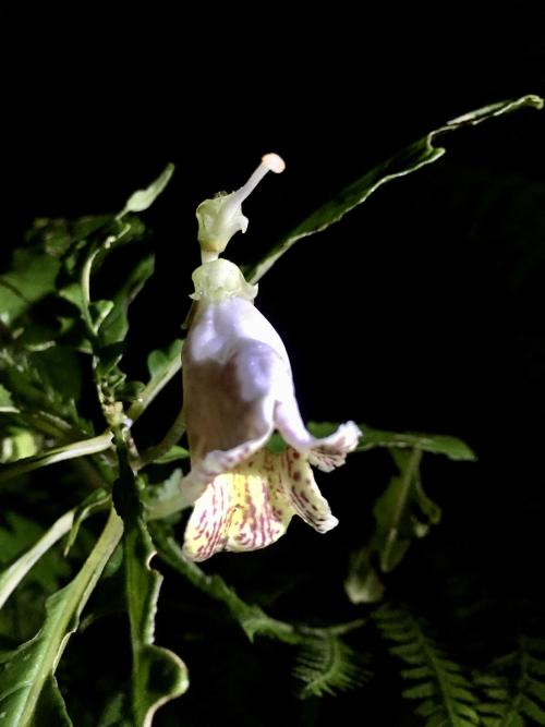 角桐草 角桐草