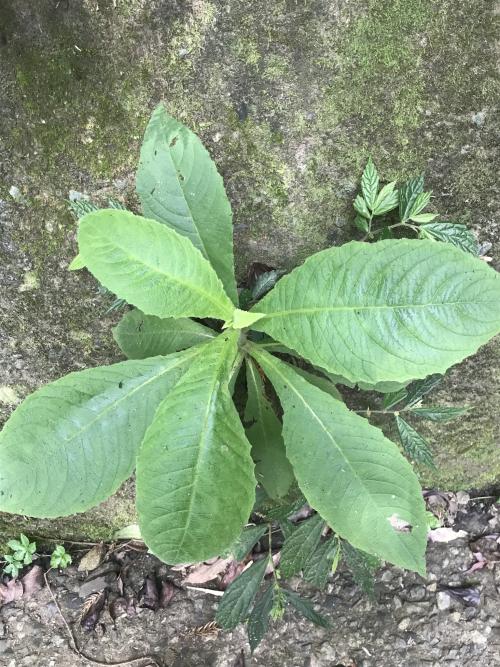 薄葉艾納香