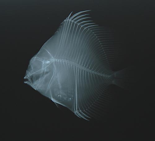 ASIZP0056569