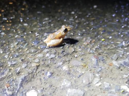 面天樹蛙 面天樹蛙