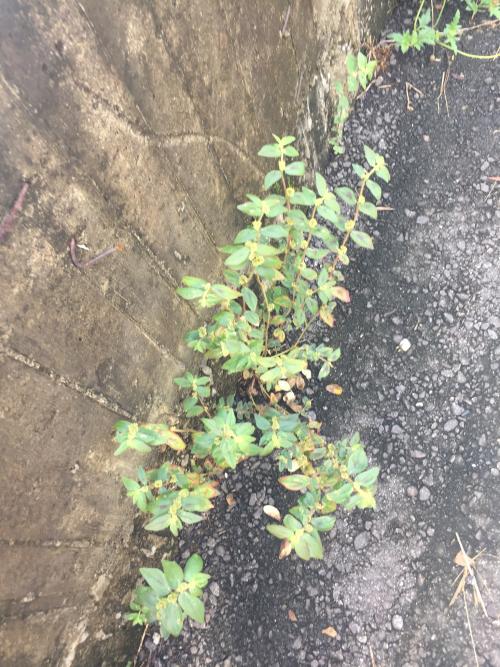 飛揚草 飛揚草