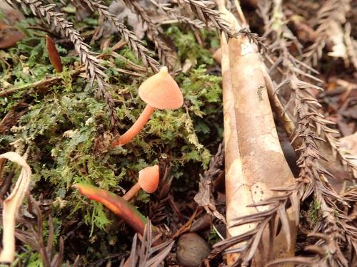 Entoloma aff. quadratum(鮭橘粉褶菌)