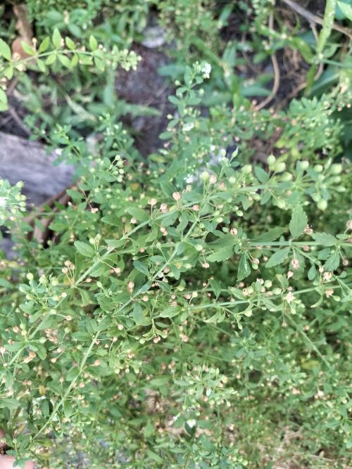 野甘草