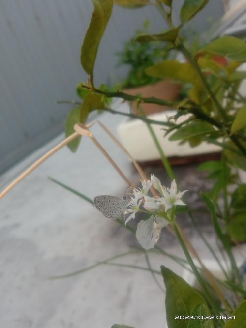 長腹灰蝶 長腹灰蝶