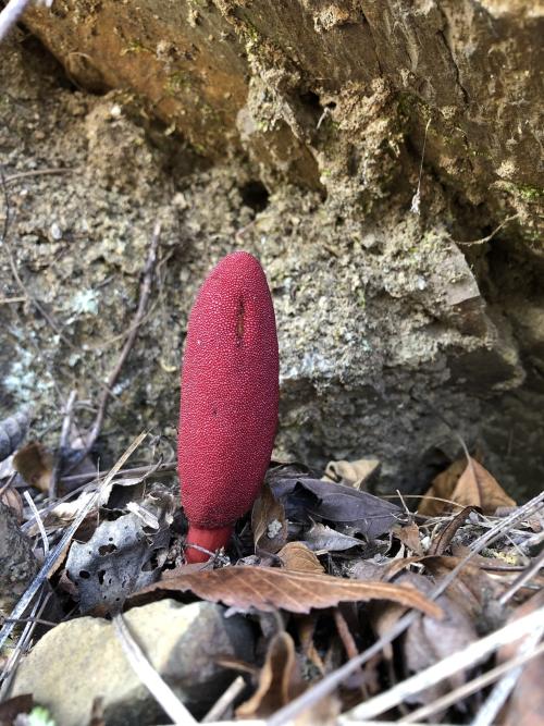 穗花蛇菰