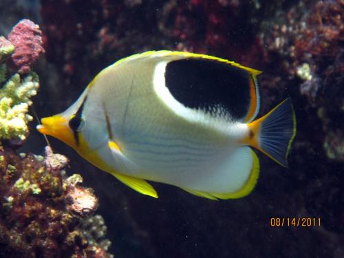 Chaetodon ephippium 鞍斑蝴蝶魚