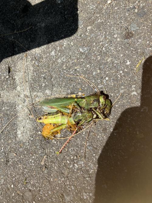 大棉蝗 大棉蝗