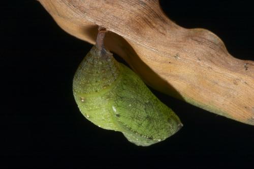 20091004_347152_Mycalesis francisca formosana_p.jpg 20091004_347152_Mycalesis francisca formosana_p.jpg