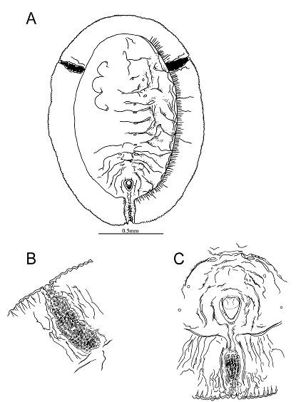 Aleurolobus shiiae  Takahashi, 1957  烤穴粉蝨