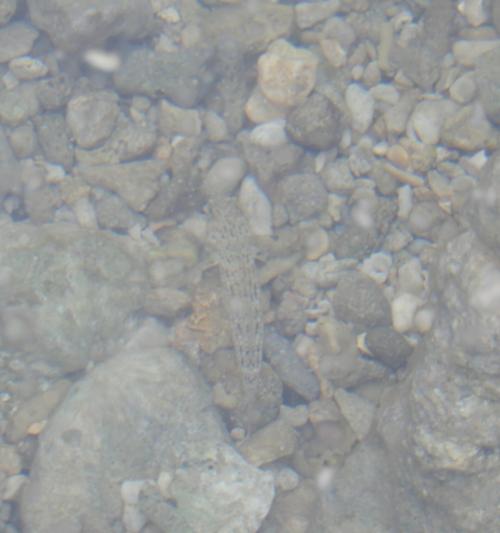 妝飾銜鰕虎魚 妝飾銜鰕虎魚