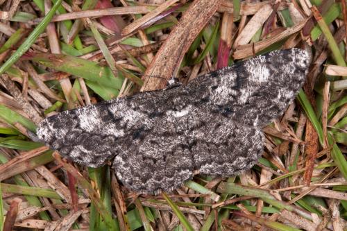 Hypomecis roboraria amplaria Hypomecis roboraria amplaria