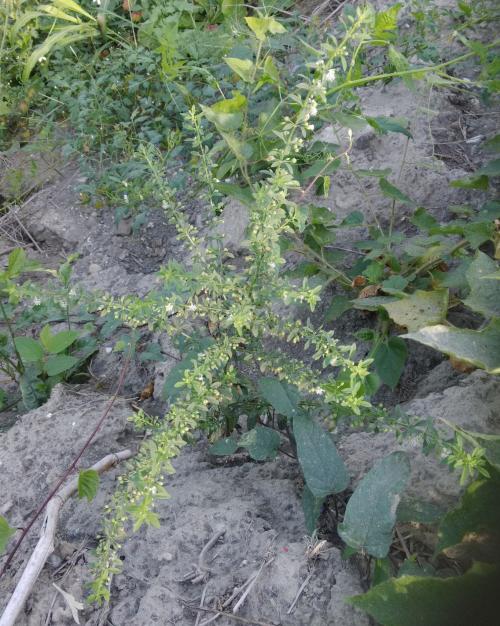 野甘草