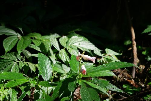角桐草