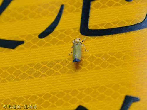 鏽凹大葉蟬 鏽凹大葉蟬