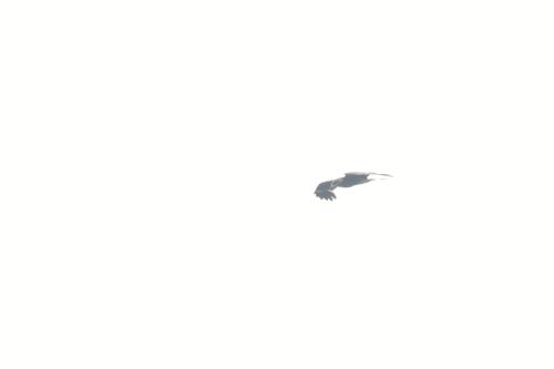 黑鳶 黑鳶
