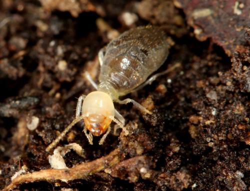 A worker of Pericapritermes nitobei A worker of Pericapritermes nitobei