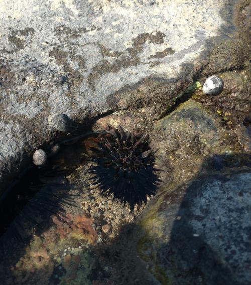 口鰓海膽 口鰓海膽