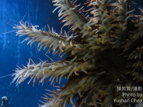 棘冠海星 棘冠海星