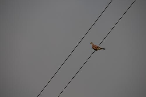 紅鳩 紅鳩