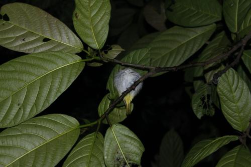 綠畫眉 綠畫眉