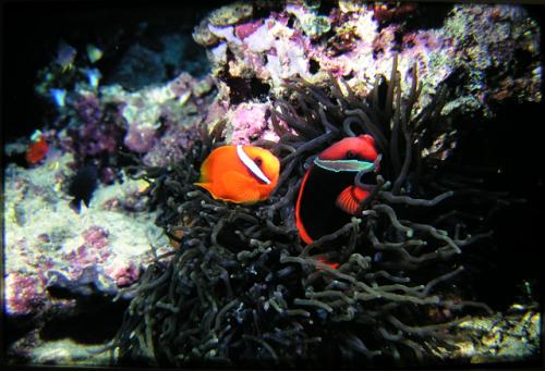 Amphiprion frenatus@fishdb-media-5853 Amphiprion frenatus@fishdb-media-5853