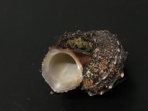 Lacinate Dolphin Shell Lacinate Dolphin Shell