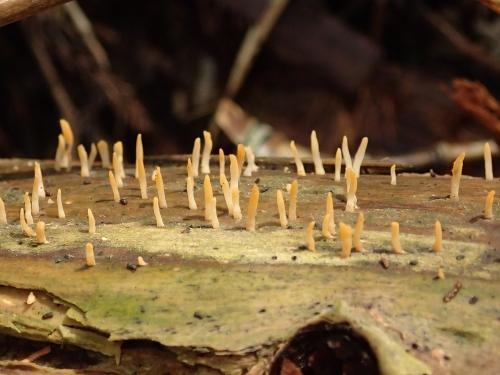 Calocera cornea(角狀膠角耳) Calocera cornea(角狀膠角耳)
