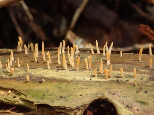 Calocera cornea(角狀膠角耳)