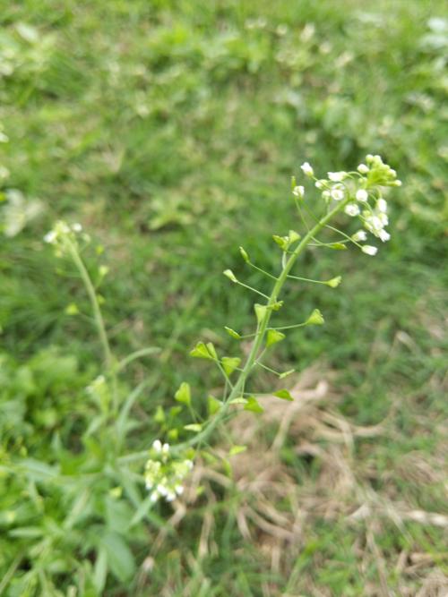 薺菜 (薺)