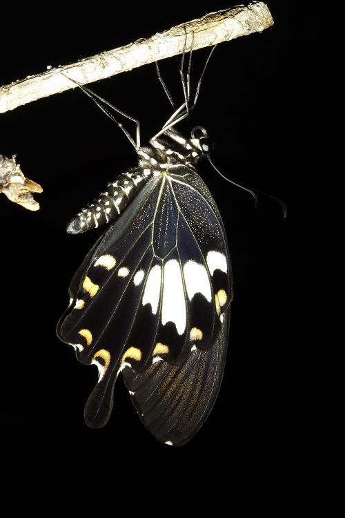 20090925_347294_Papilio nephelus chaonulus_a.jpg