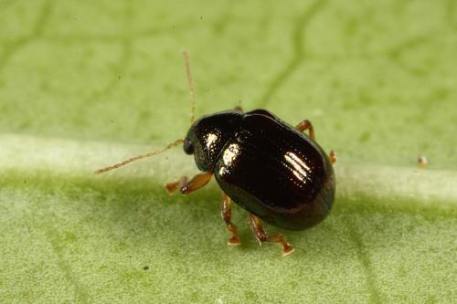 變色溝腳猿金花蟲_曹美華_20080810131_新北市烏來區_成蟲