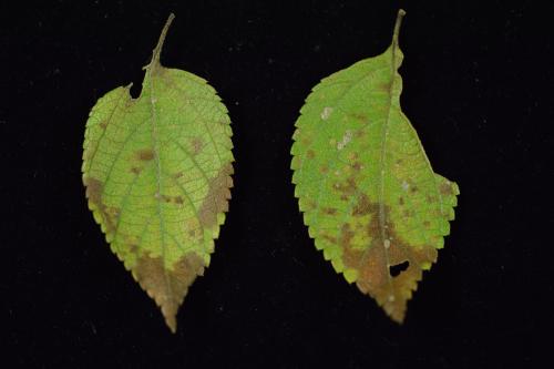 Pseudocercospora formosana