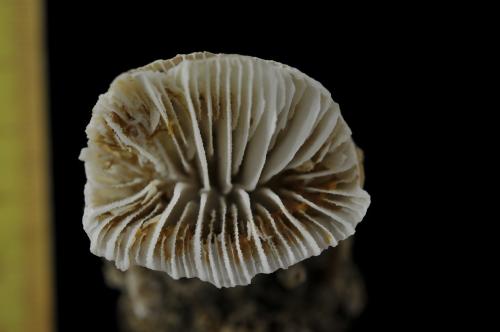 Rhizotrochus typus_DSC2141