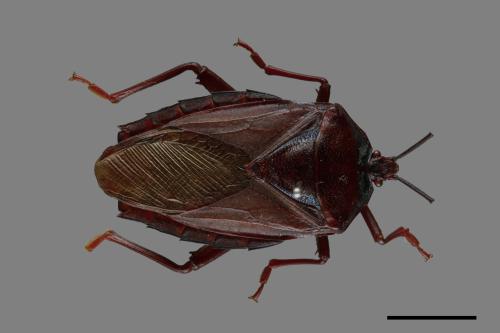 Eurostus validus[碩蝽][00079571]