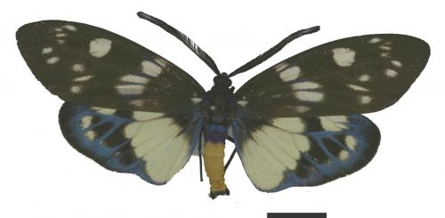 Eterusia aedea formosana Jordan, 1907