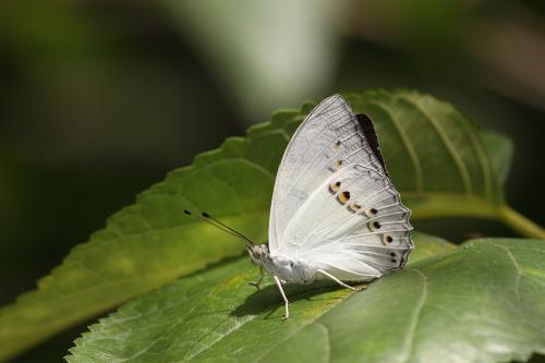 20091001_347115_Helcyra superba takamukui_a.jpg