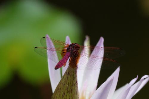 紫紅蜻蜓 紫紅蜻蜓