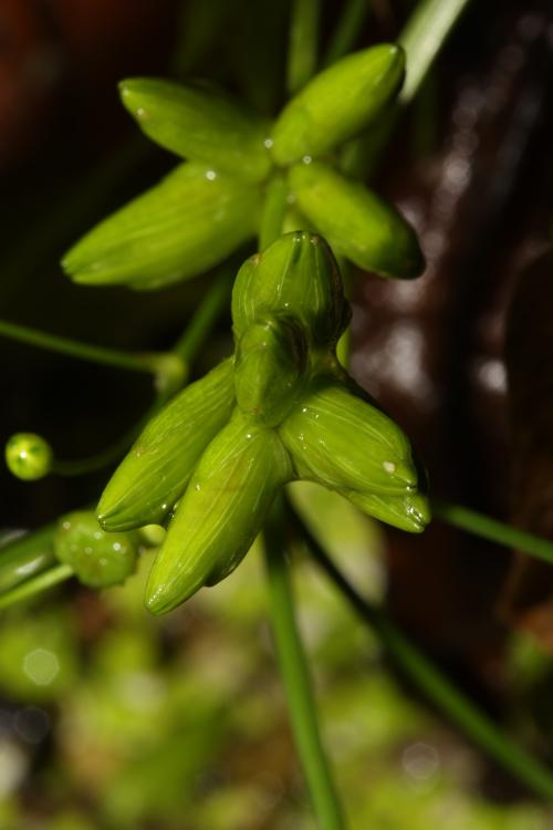 圓葉澤瀉-Alismataceae澤瀉科-圓葉澤瀉屬-Caldesia grandis-單子葉-IMG_4678