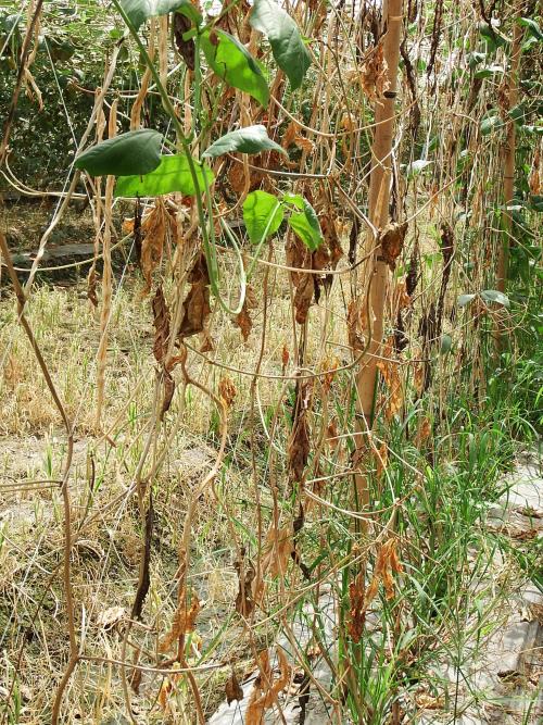 蘆筍分化型尖鐮孢菌 蘆筍分化型尖鐮孢菌