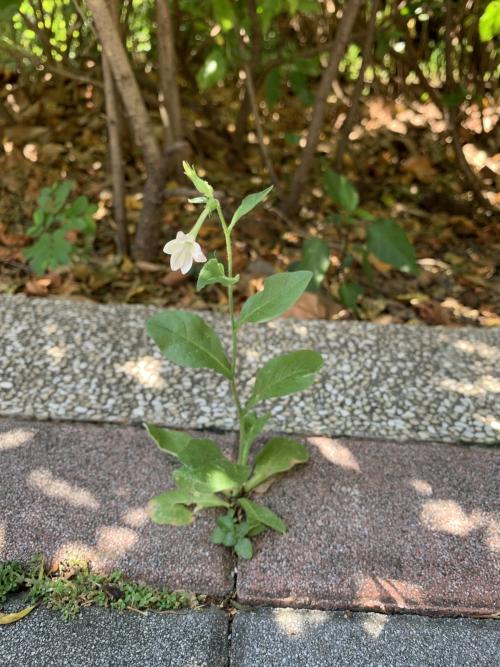 皺葉菸草