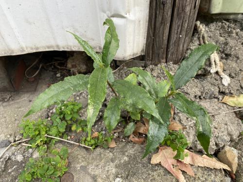 台灣天仙果 台灣天仙果