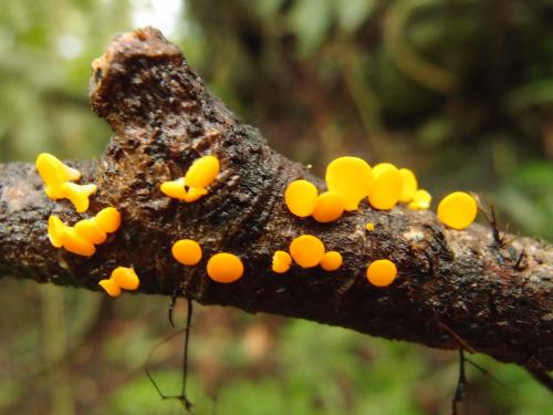 Dicephalospora rufocornea(紅硬雙頭孢菌) Dicephalospora rufocornea(紅硬雙頭孢菌)