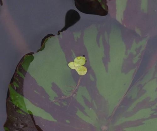水萍 水萍