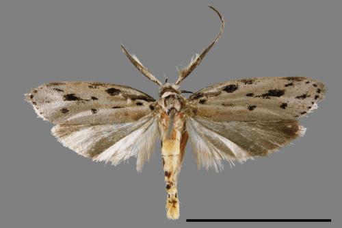 Ethmia epitrocha[00031856]